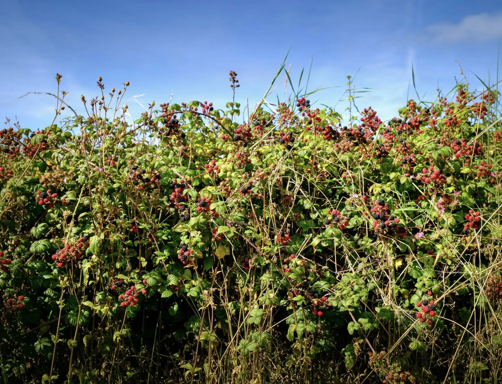 A dense blackberry bramble, heavy with ripe and ripening fruit